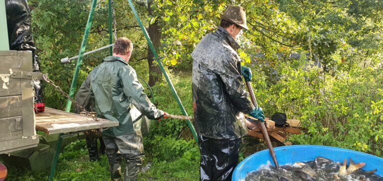 Výlov rybníku Krajánek a vysazení do revírů