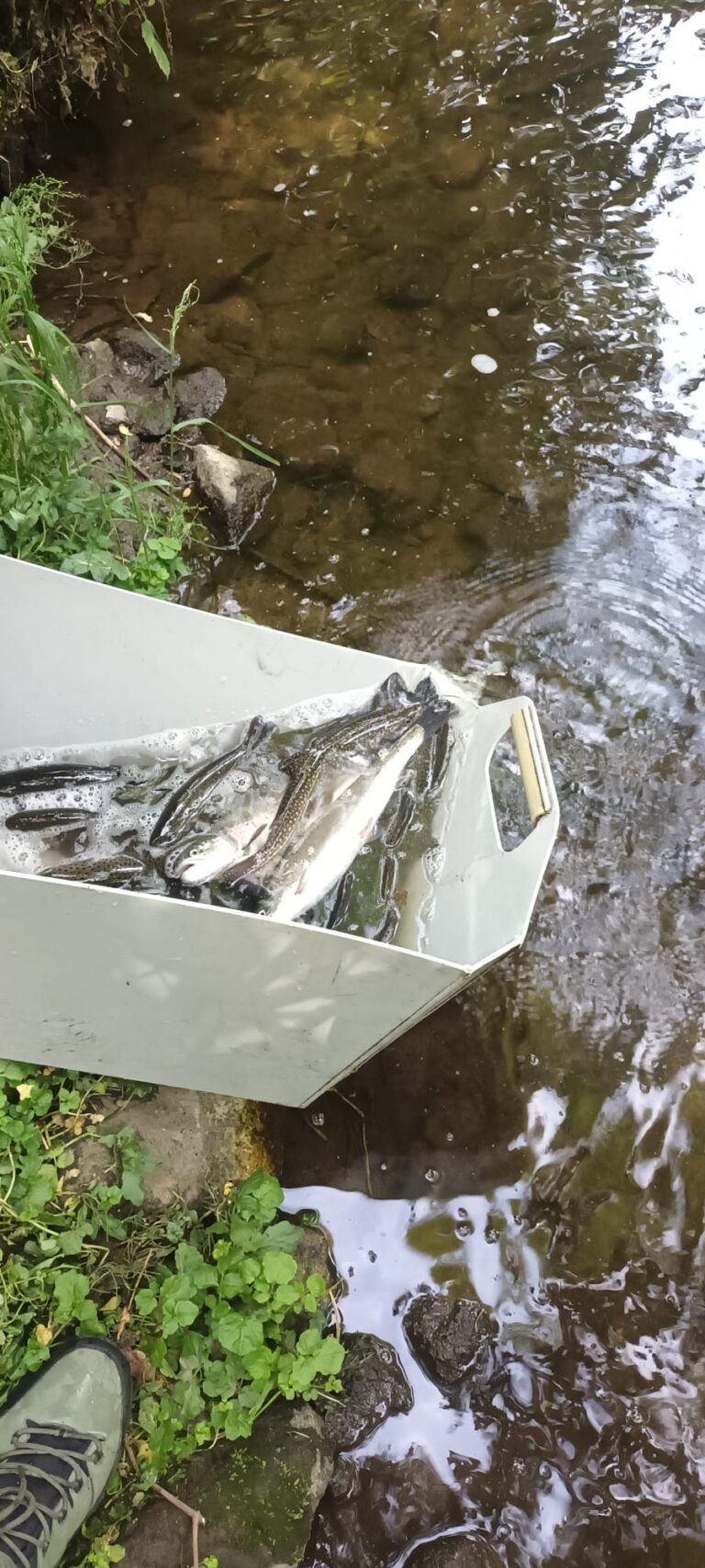 Vysazení pstruha duhového do Malého Jordánu, Košínského potoka a Kozského potoka